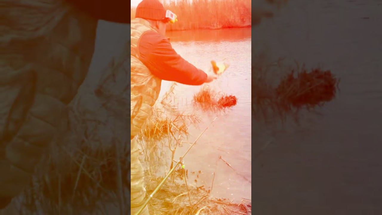 ДИКИЕ САЗАНЫ В ДЕКАБРЕ смотреть онлайн