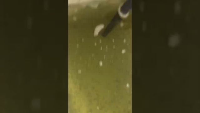14 день после выклева осетра и 4 день с даты перехода на активное питание личинки сибирского осетра смотреть онлайн