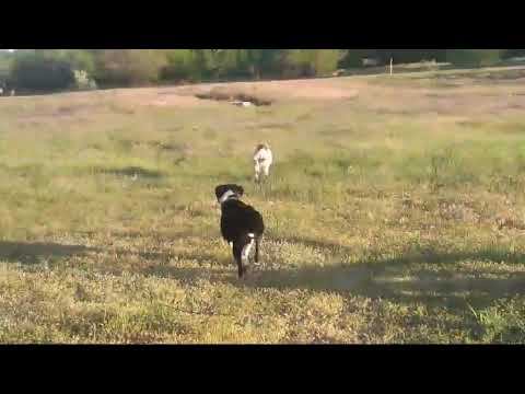 Пасхальное яичко от дагестанцев. 04.05.2024 смотреть онлайн