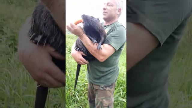Нутрия сбежала из дома, нашли в речке смотреть онлайн