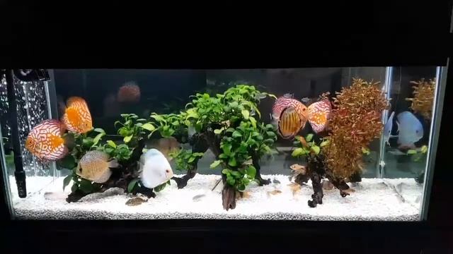 Аквариум с дискусами от Gabriel J. Benitez Soto смотреть онлайн