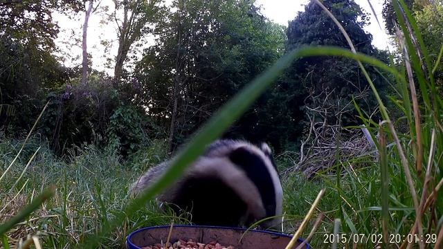 Badger footage from 2-July-2015 смотреть онлайн