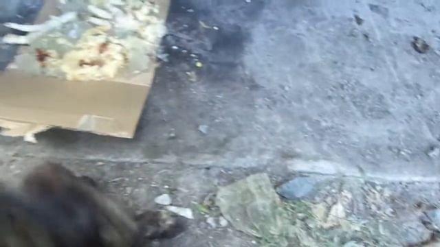 НАШЛАСЬ МАМА ТРЕХЦВЕТКИ КУКИ, ОНА БЕРЕМЕННА. смотреть онлайн