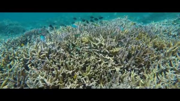 Coral Mine (Корал Майн) живая вода долгожителей для всей семьи