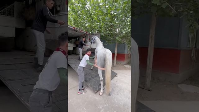 Horse mating cute - Most breeding horse смотреть онлайн