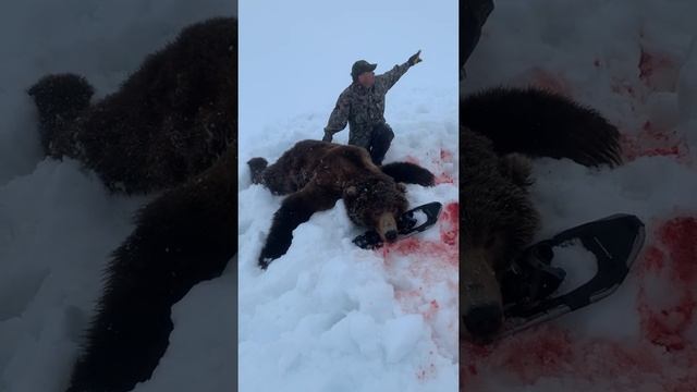 Brown Bear Harvest смотреть онлайн
