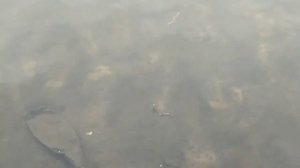 ПОИСКОВЫЕ ГРАБЛИ ДЛЯ ПОИСКА ЗОЛОТА. ЗАКИДНЫЕ ГРАБЛИ С ОЗОН И ВБ