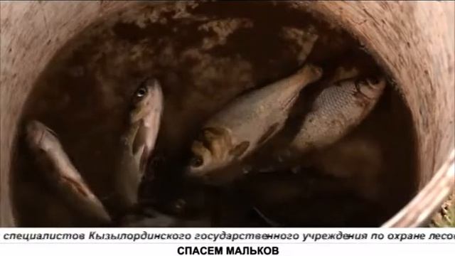 СПАСЕМ МАЛЬКОВ смотреть онлайн