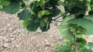 Фундук Трапезунд в питомнике «Ореховод-практик» 2019