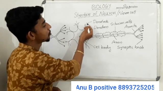SSLC Biology | Chapter 1|Structure of Neuron | Synapse| Biology in Malayalam #Ktet #naturalscience смотреть онлайн