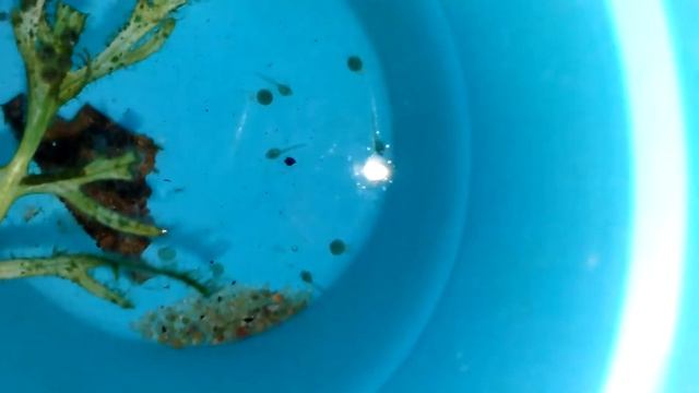 C. Trilineatus fry смотреть онлайн