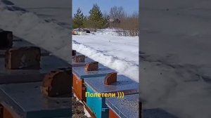Пчëлы полетели
