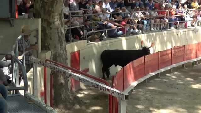 3 TAUREAUX RASETÉS PAR L'ÉCOLE DE RASETEUR DE SOMMIÈRES le 26/05/2024 смотреть онлайн