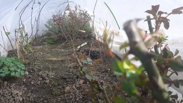 1 апреля 2024 .Заглянем в укрытия, с розами.Цветет ФОРЗИЦИЯ смотреть онлайн