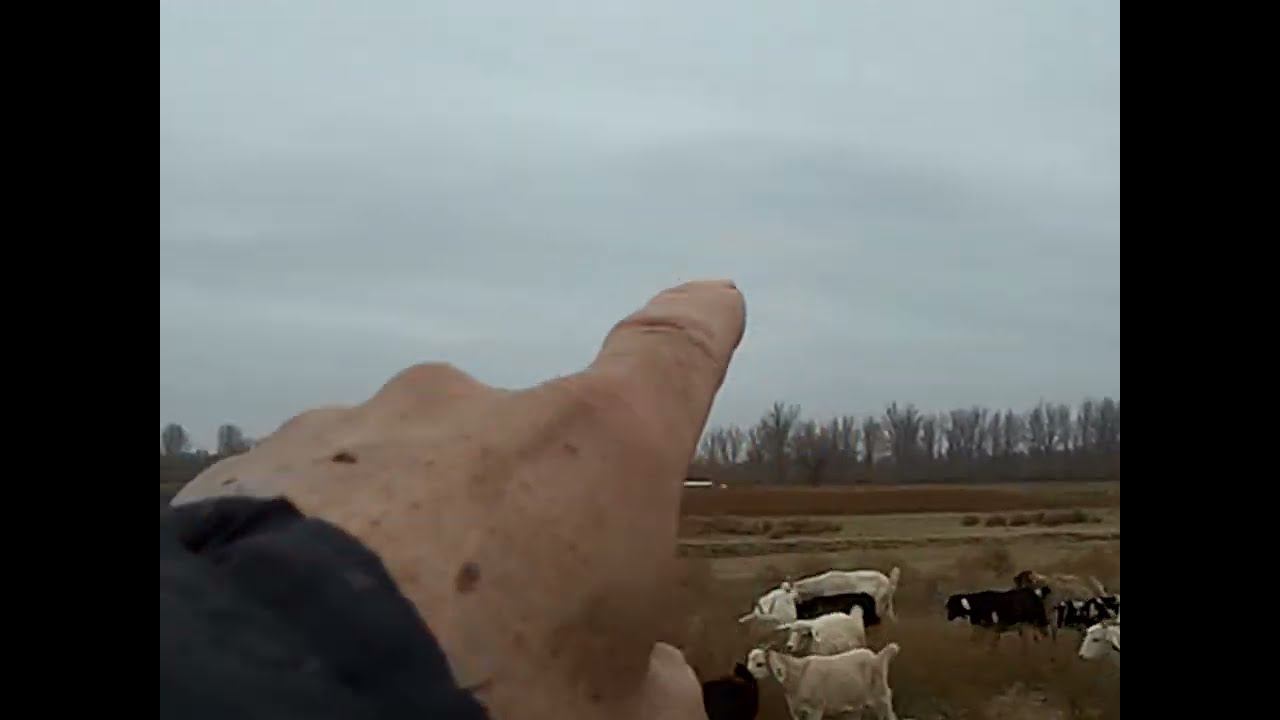 11.11.2024 ЧТО ДЕЛАТЬ? : ЛПХ В ОПАСНОСТИ смотреть онлайн