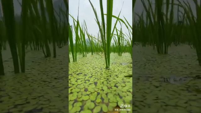 Красота под водой смотреть онлайн