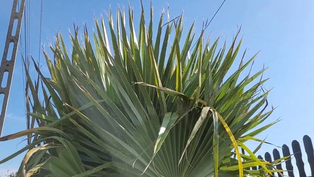 Odkrywanie, zakończenie zimowania - Waszyngtonia Robusta ,Butia Capitata ,Brahea Armata🌴 23.03.2024 смотреть онлайн