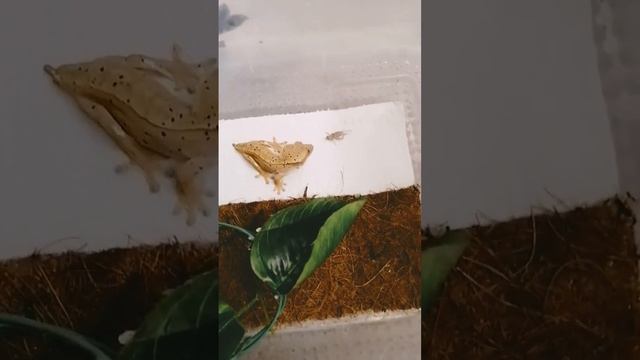 Охотница 😉🦎#бананоед #кубань смотреть онлайн