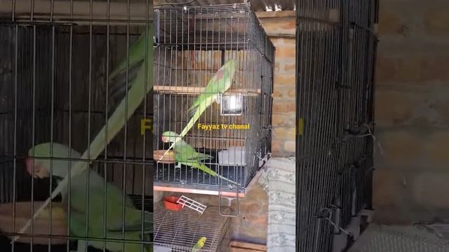 MashAllah raw pair смотреть онлайн