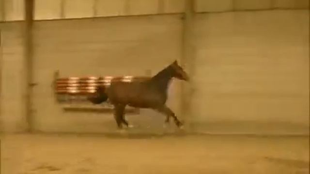 **SOLD TO CALIFORNIA** Carambole (Cassini I) x Calando x Lorenz ~ Moving loose смотреть онлайн