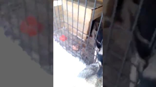 Восточник и Лайка смотреть онлайн