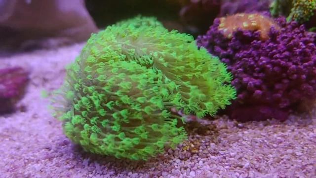 My favorite leather corals смотреть онлайн