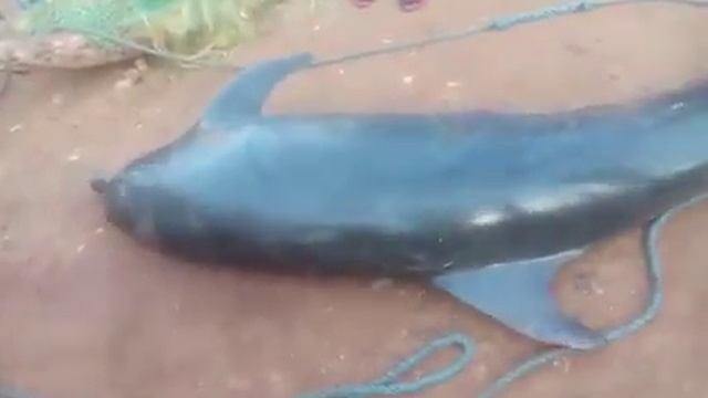 Dolphin caught and killed by fishermen in Elmina. смотреть онлайн