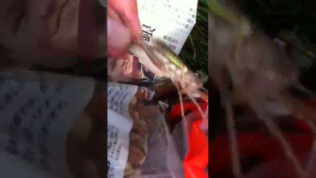 恐怖の肉食バッタ！ смотреть онлайн