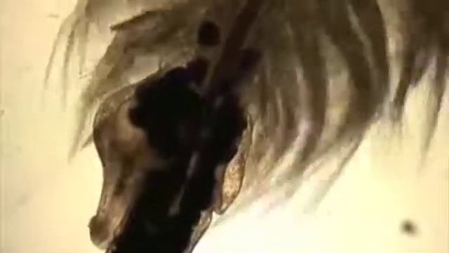 Yvel - Track Five [Dion Recordings] смотреть онлайн