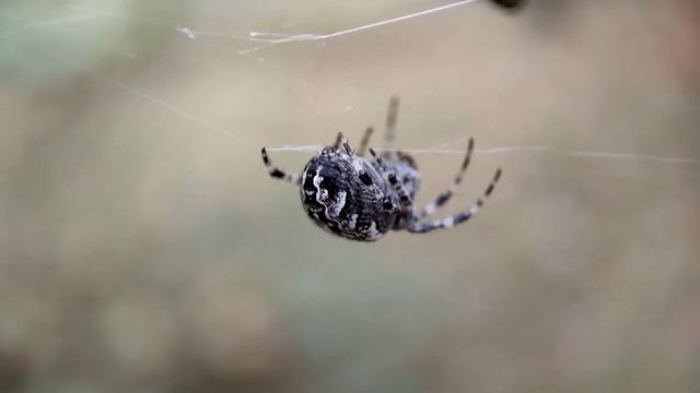 Паук крестовик обыкновенный (Araneus diadematus) смотреть онлайн