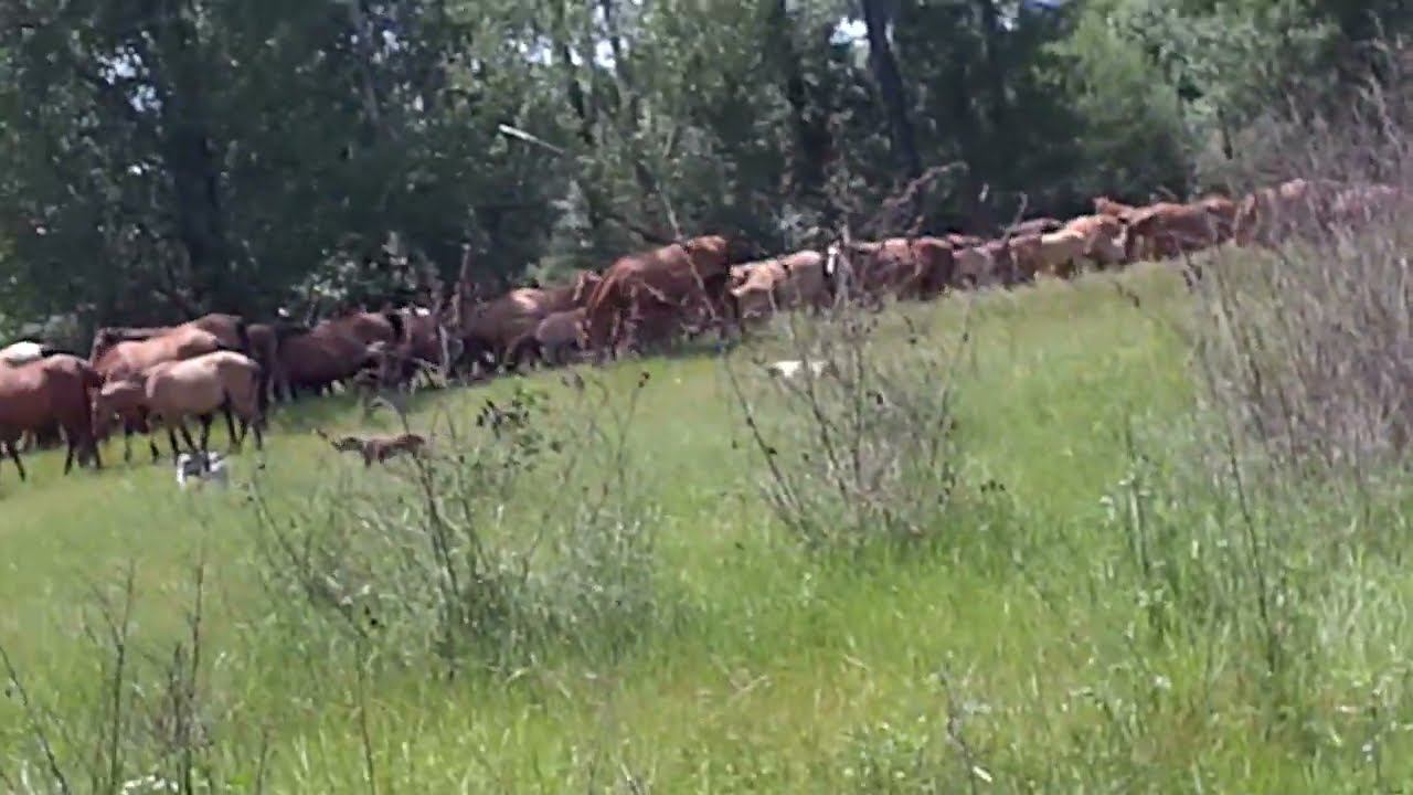 23.05.2023 ЛПХ в Опасности смотреть онлайн