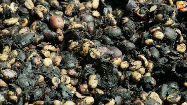උරුලෑ බෙටි වලින් හදන රසම රස කෝපි | Coffee Luwak | Awata смотреть онлайн