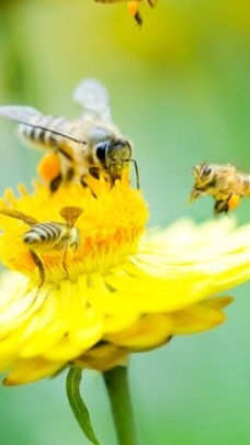 Shofik- Echoes of serenity смотреть онлайн