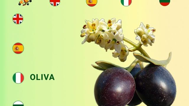 nombres Frutas, имена на Плодове, Fruit names, nomi di Frutta (English, Spanish, Italian, Bulgarian смотреть онлайн