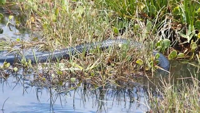 Red Belly Black snake смотреть онлайн