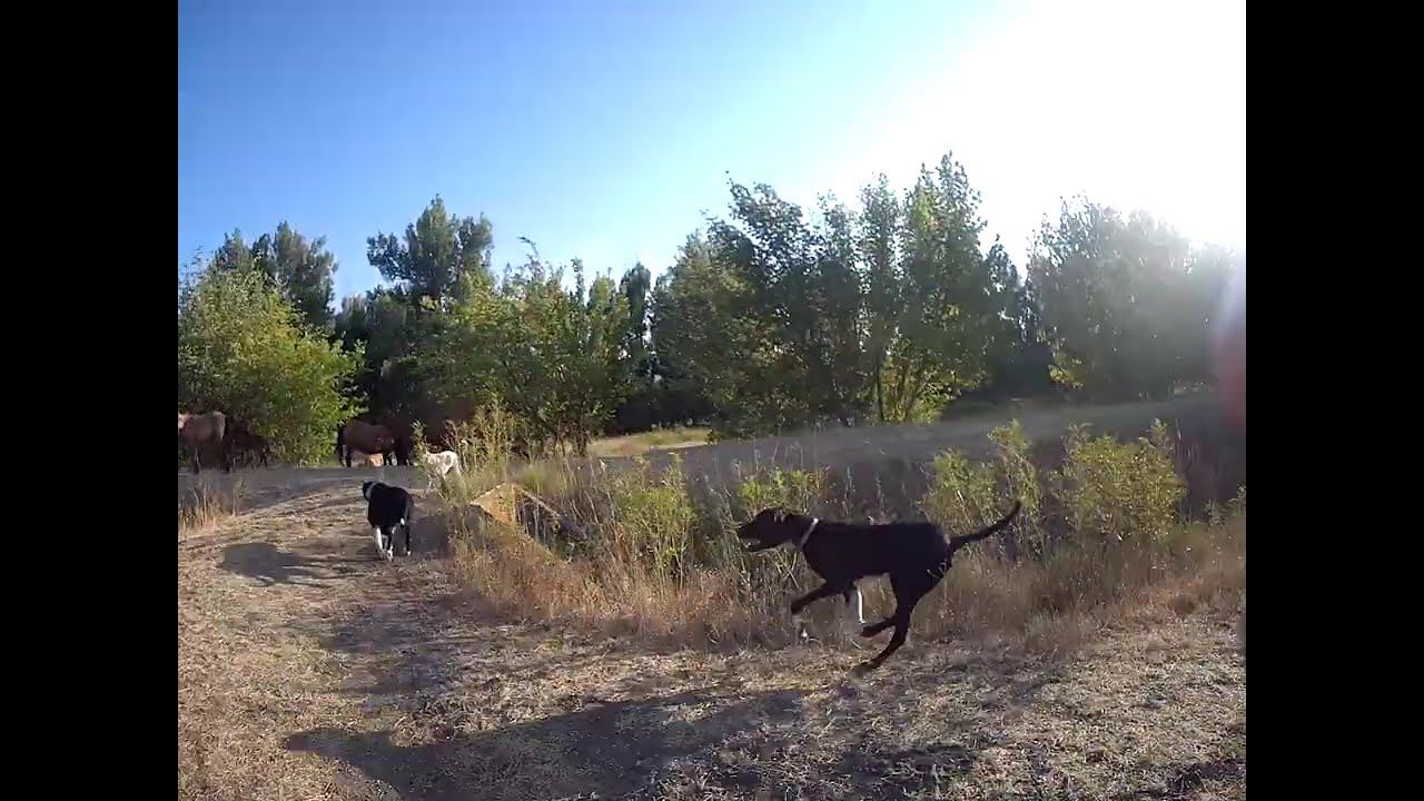 21.07.2024 ЧТО ДЕЛАТЬ? : ЛПХ В ОПАСНОСТИ смотреть онлайн