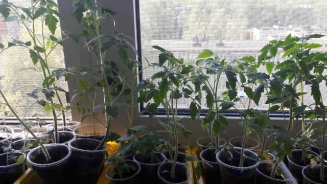 Когда сажать рассаду. Ошибки при посадке рассады смотреть онлайн