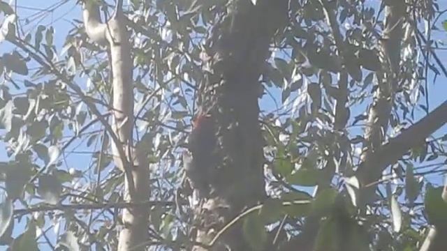 Sap Sucker in a Gum Tree on Salt Spring Island part 1 смотреть онлайн