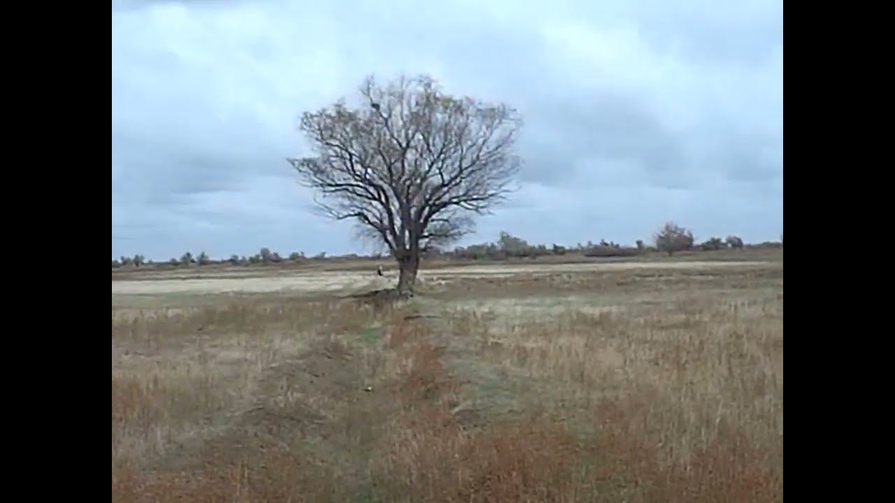 11.11.2024 ЧТО ДЕЛАТЬ? : ЛПХ В ОПАСНОСТИ смотреть онлайн