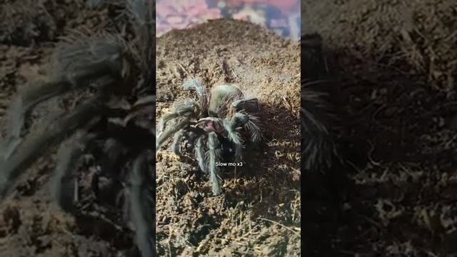 Кормление пауков птицеедов смотреть онлайн