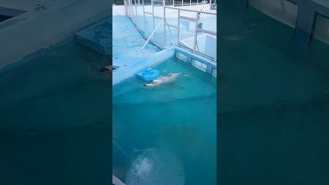белые медведи "сафари парк "Геленджик смотреть онлайн