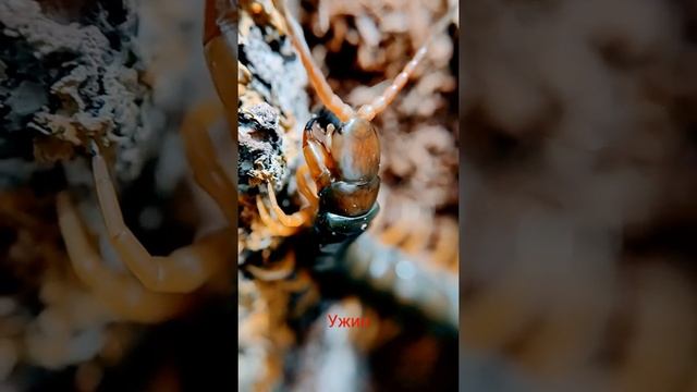 Сколопендра ужинает смотреть онлайн