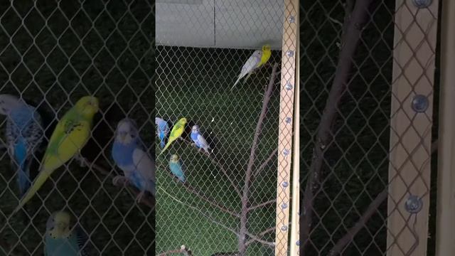 попугаи смотреть онлайн