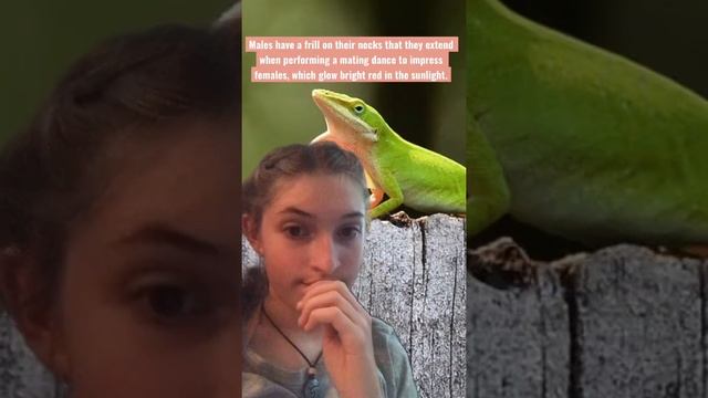 Fakemon: Lizardo form art number one! смотреть онлайн