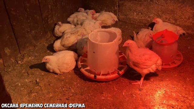 БИЗНЕС В ДЕРЕВНЕ / Хозяйство расширяется! смотреть онлайн