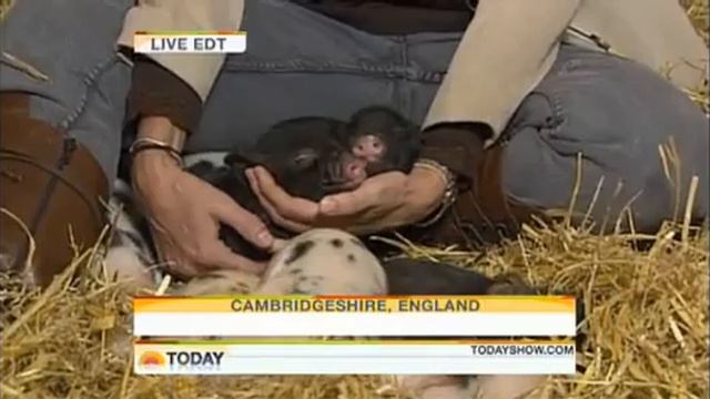 Tea Cup Pigs are the New Pet Craze.rv смотреть онлайн