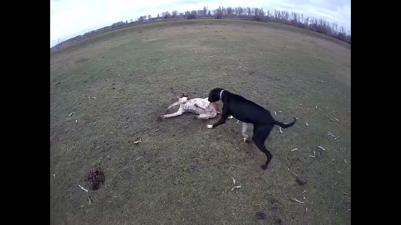 28.12.2023 Еще одну собаку отравили!!! смотреть онлайн