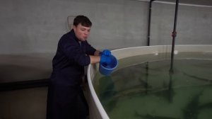 Что влияет на рост рыбы в УЗВ / Осетровая ферма