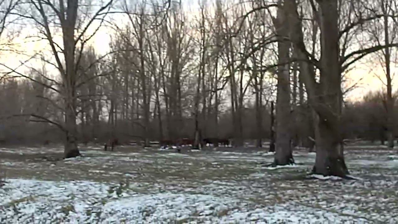 24.11.2023 ЧТО ДЕЛАТЬ? : ЛПХ В ОПАСНОСТИ смотреть онлайн