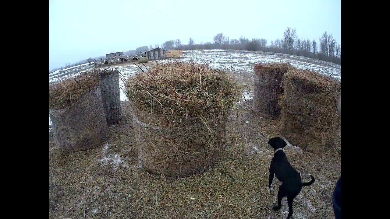 16.12.2023 ЧТО ДЕЛАТЬ? : ЛПХ В ОПАСНОСТИ смотреть онлайн